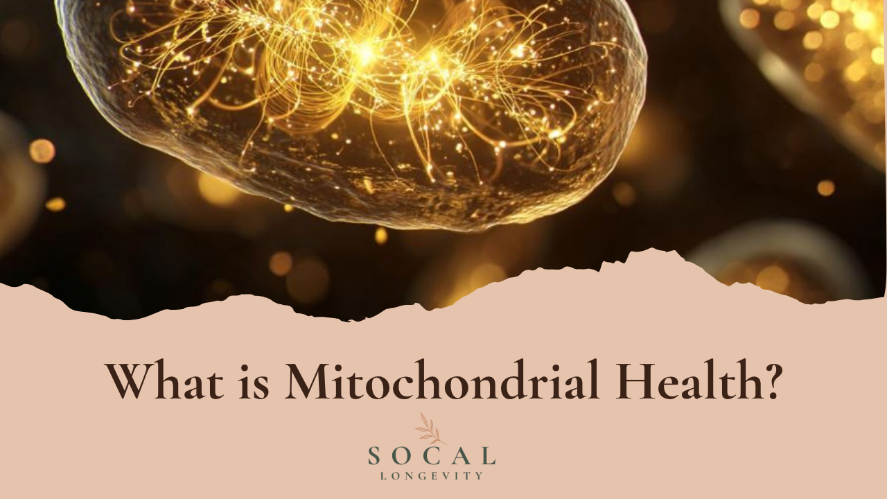 What Is Mitochondrial Health? Benefits for Energy & Aging